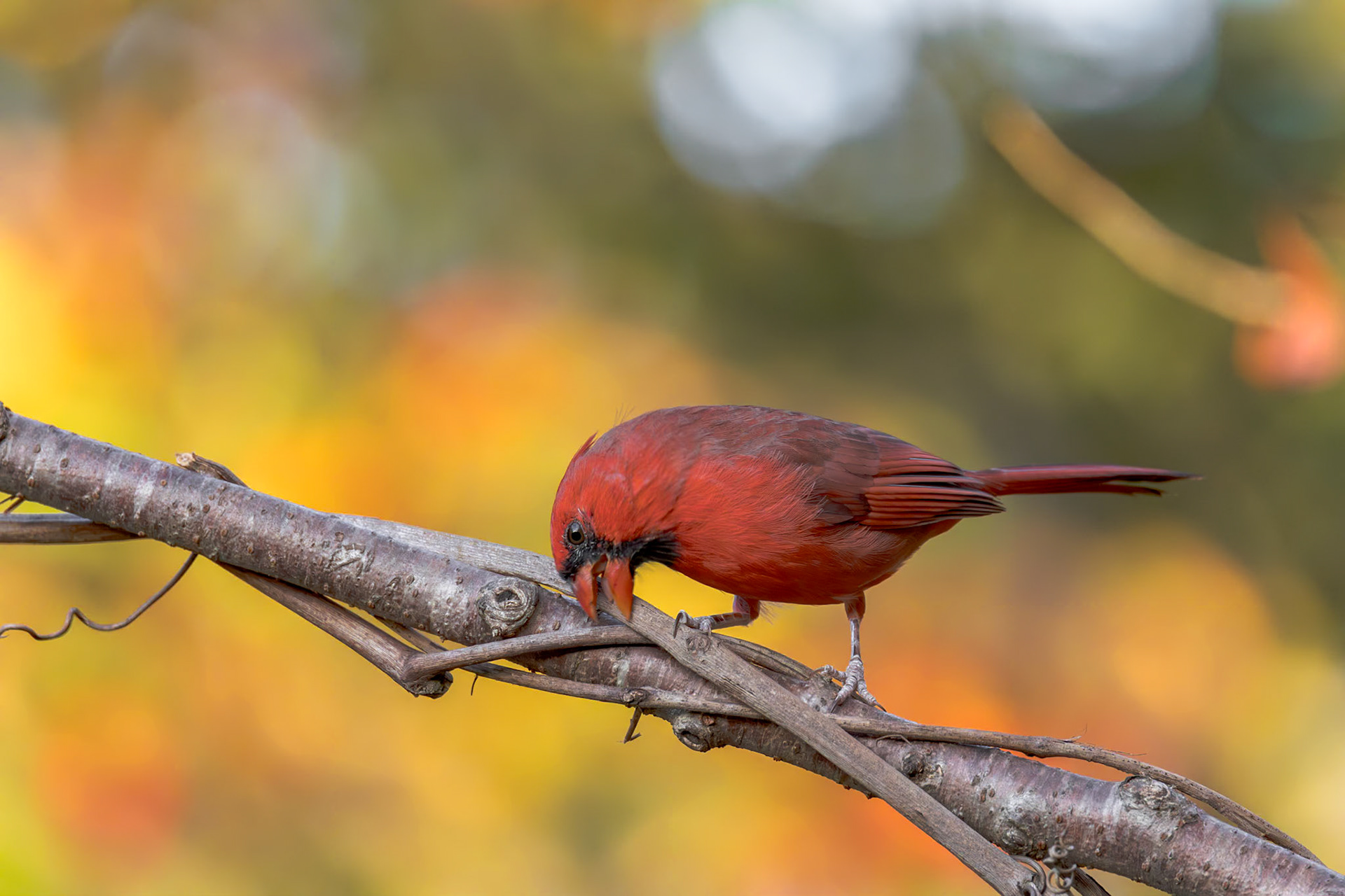 Male cardinal 10, The Nut House, Clemson, SC