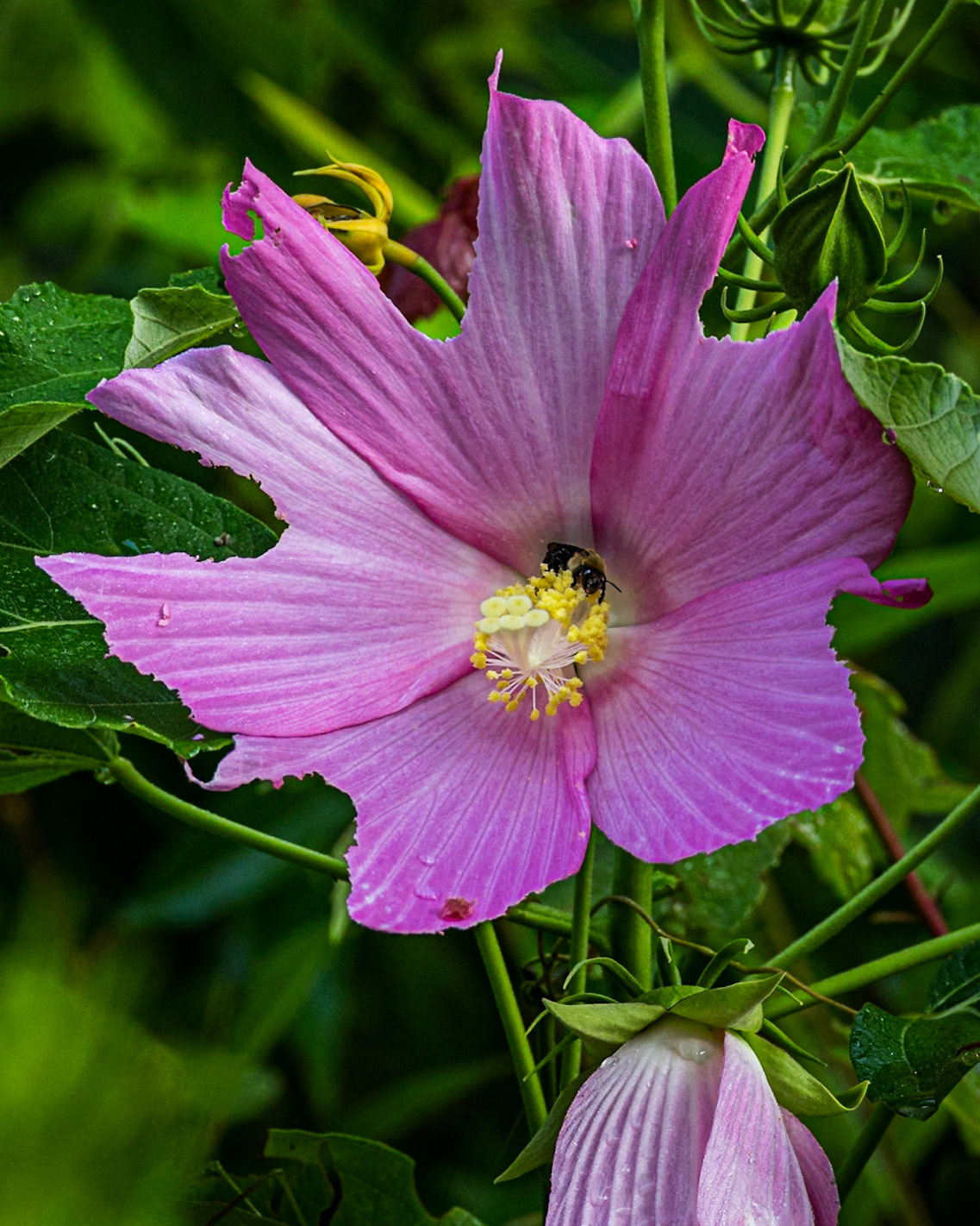 Swamp hibiscus with bee 6, Greater Green Swamp area