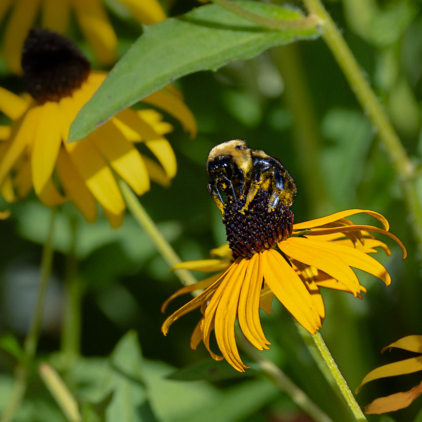 Black eyed Susan 2, Brunswick County Botanical garden