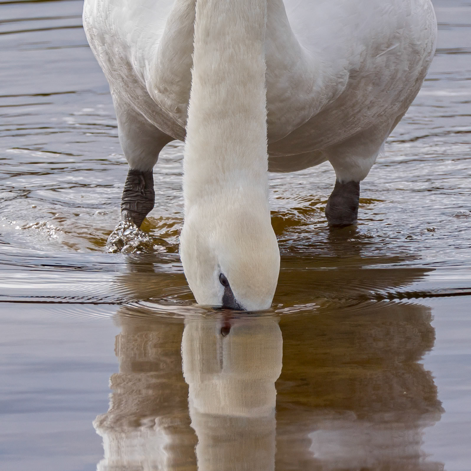 Mute swan 11, Huntington Beach State Park, SC