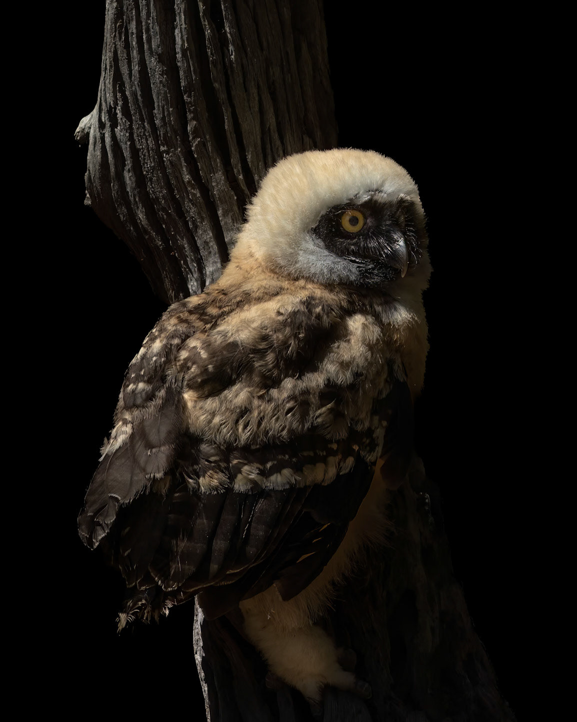 Spectacled owl juvenile 2, The Center for Birds of Prey, Awendaw, SC, SCAIR 69