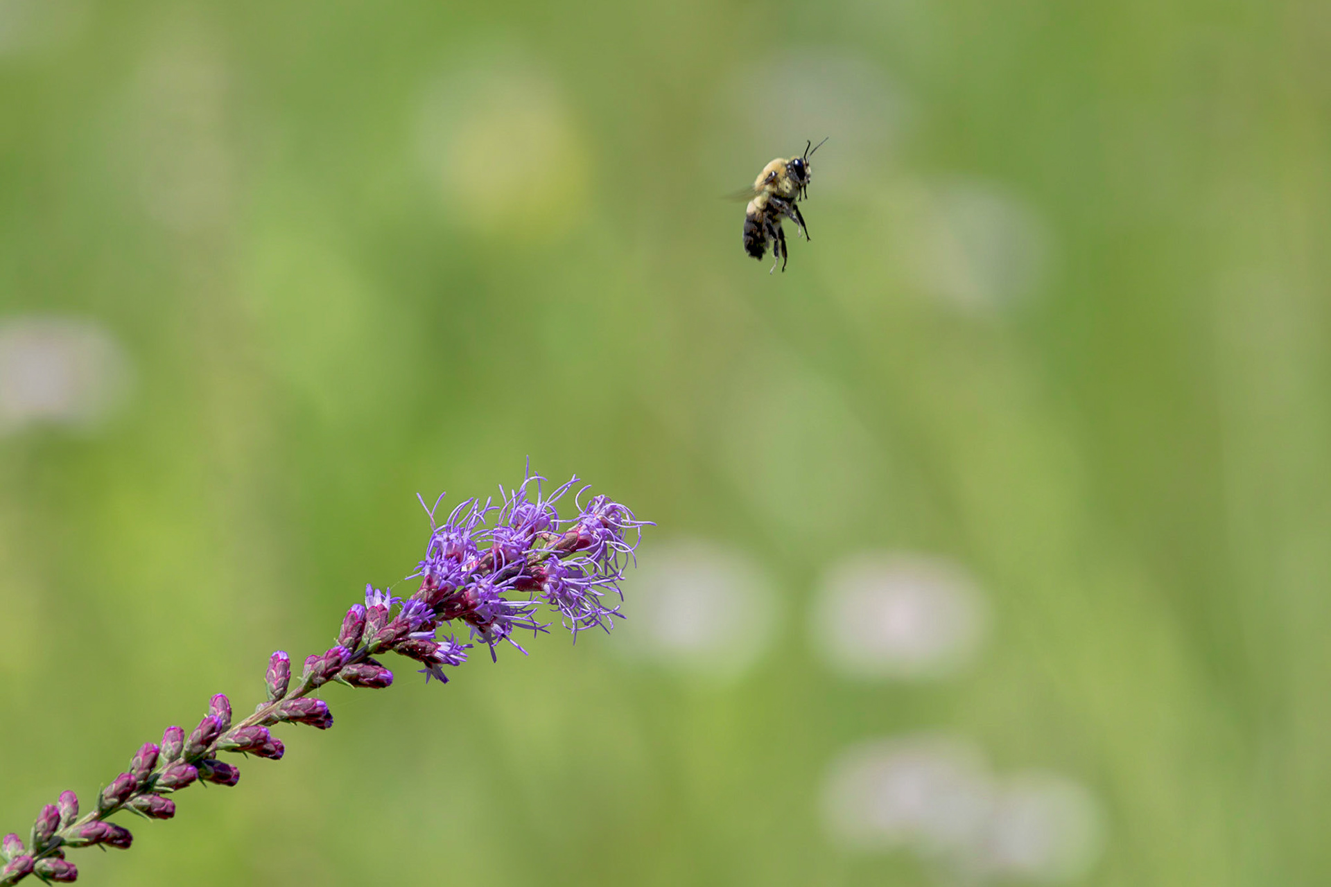 Bee on dense blazing star 8, Green swamp area