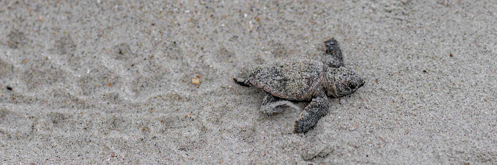 Loggerhead 2, OIB east end