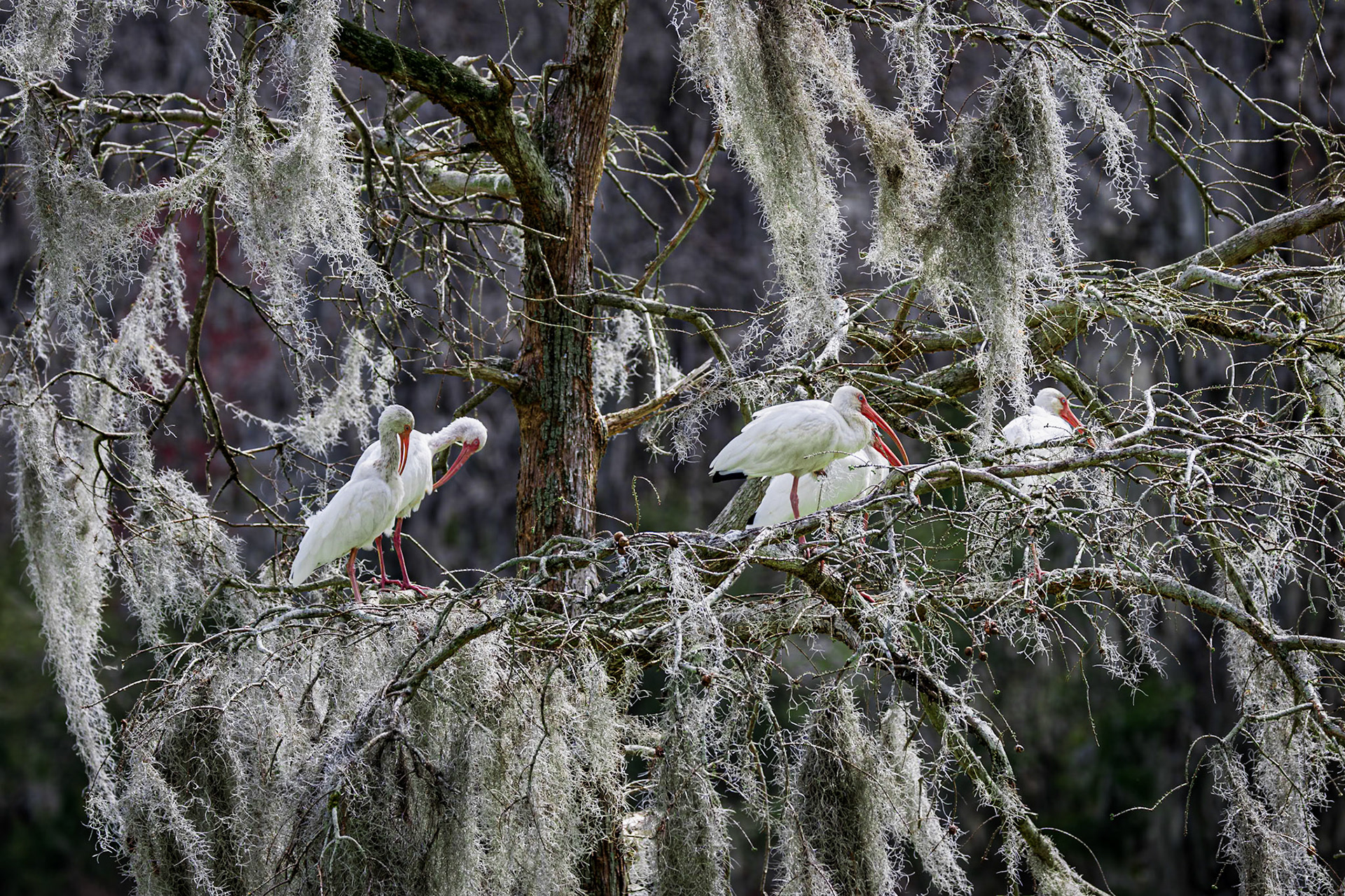 White Ibis 4, Magnolia Plantation, Charleston, SC
