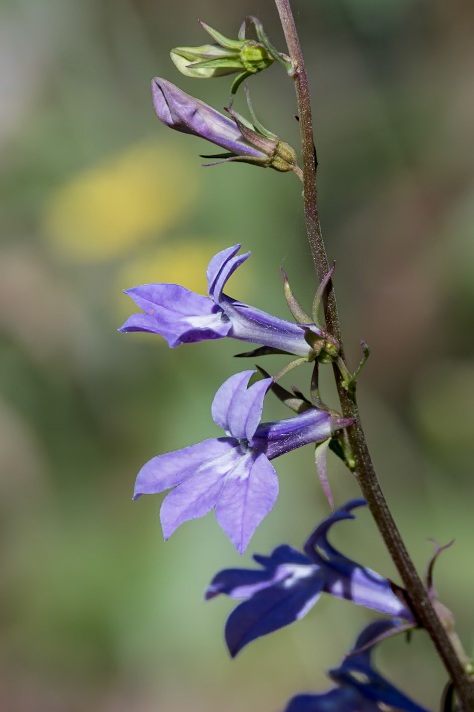 Lobelia 2, Green swamp area