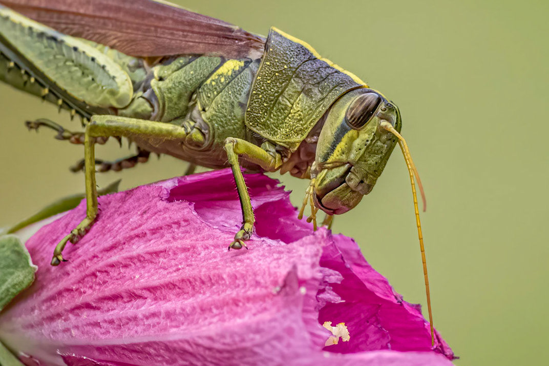 Grasshopper on hibiscus 1, Brusnwick County Botanical Gardens