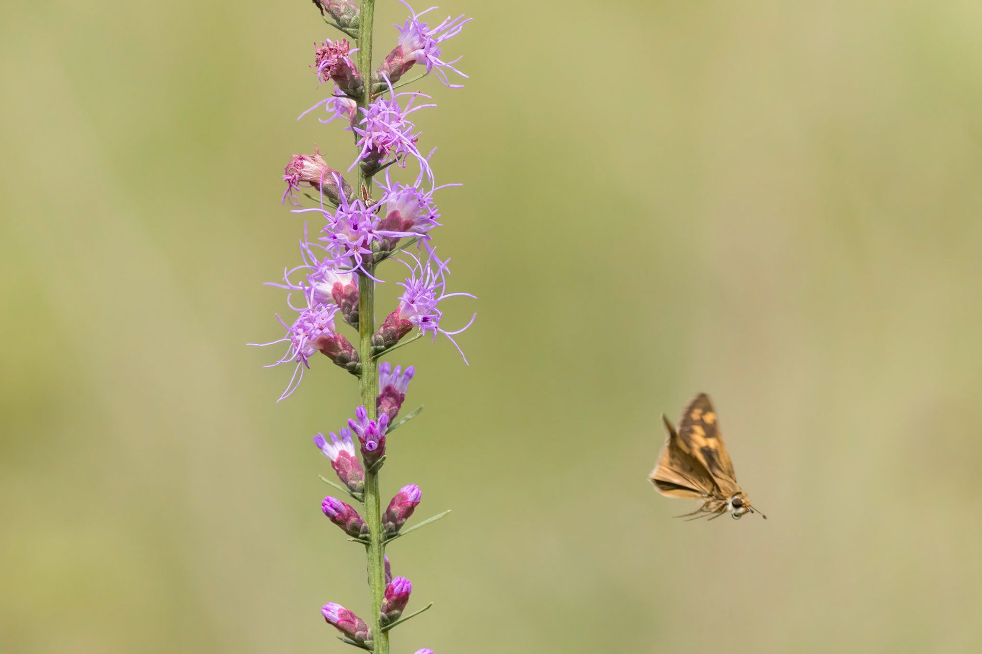 Dense blazing star with fiery skipper 2, Green Swamp area