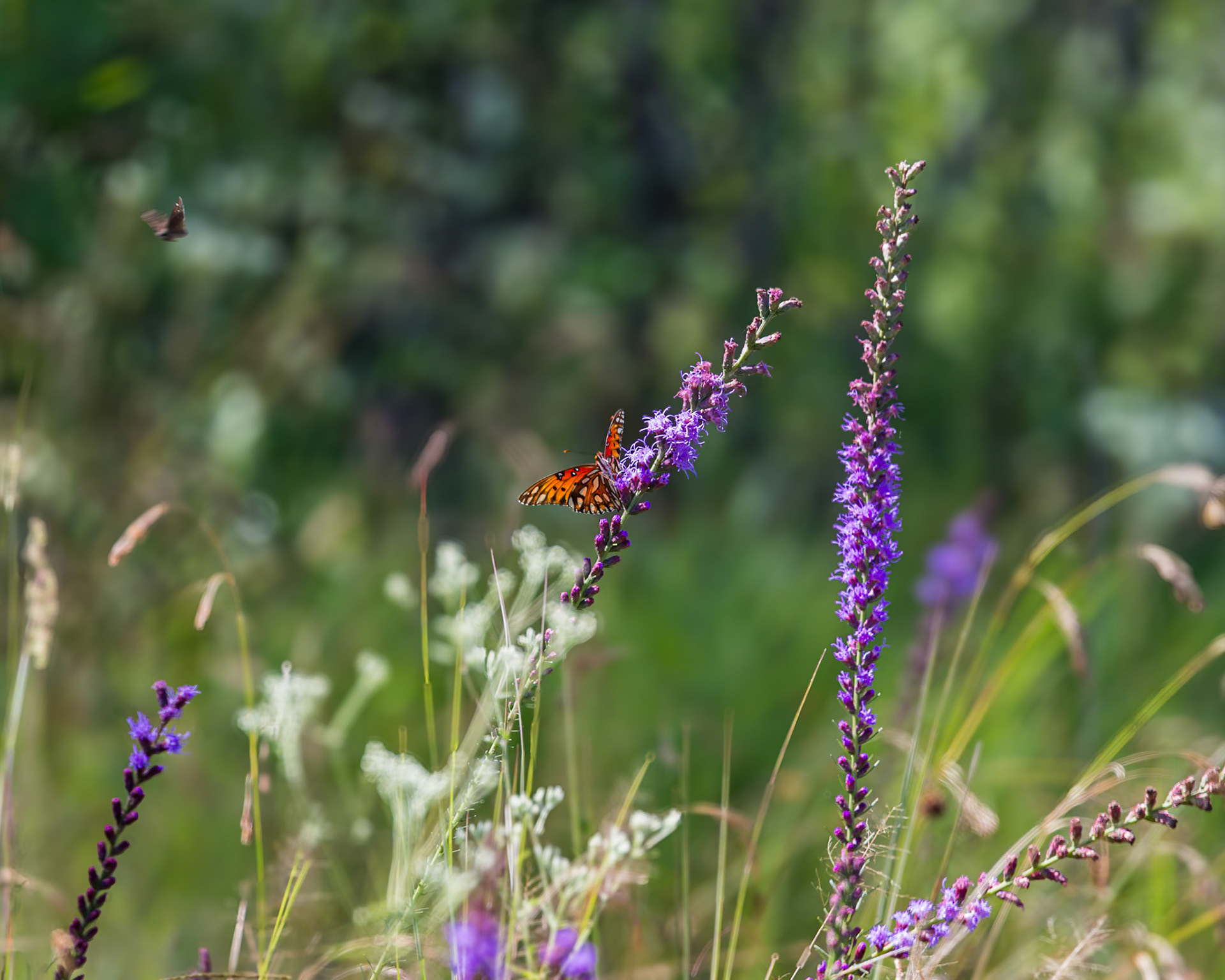Gulf fritillary 13, Greater Green Swamp Area