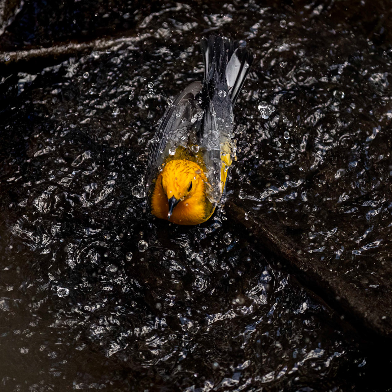 Prothonotary warbler 1, Beidler Audubon Forest