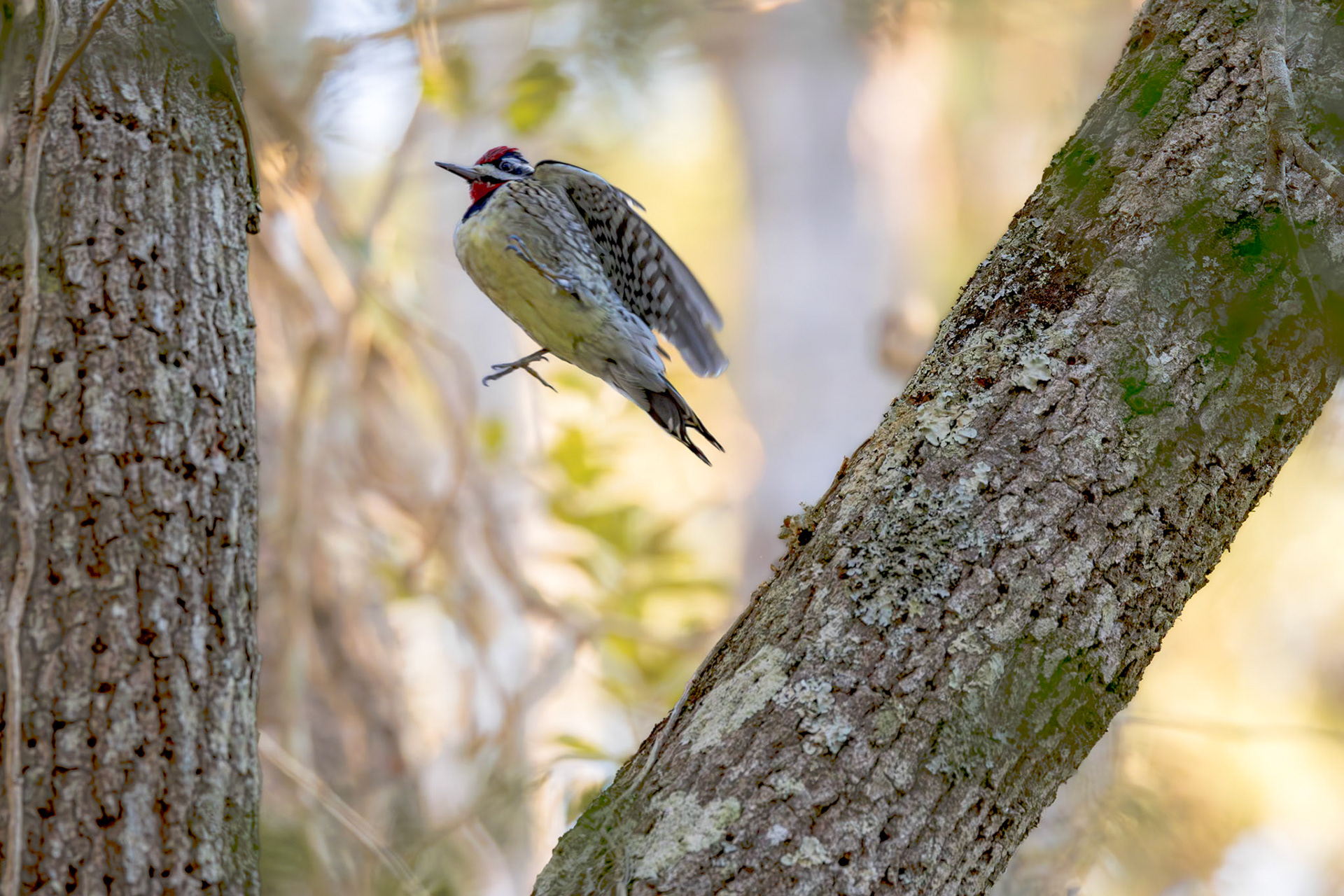 Yellow-bellied sap sucker 6, Huntington Beach State Park, SC