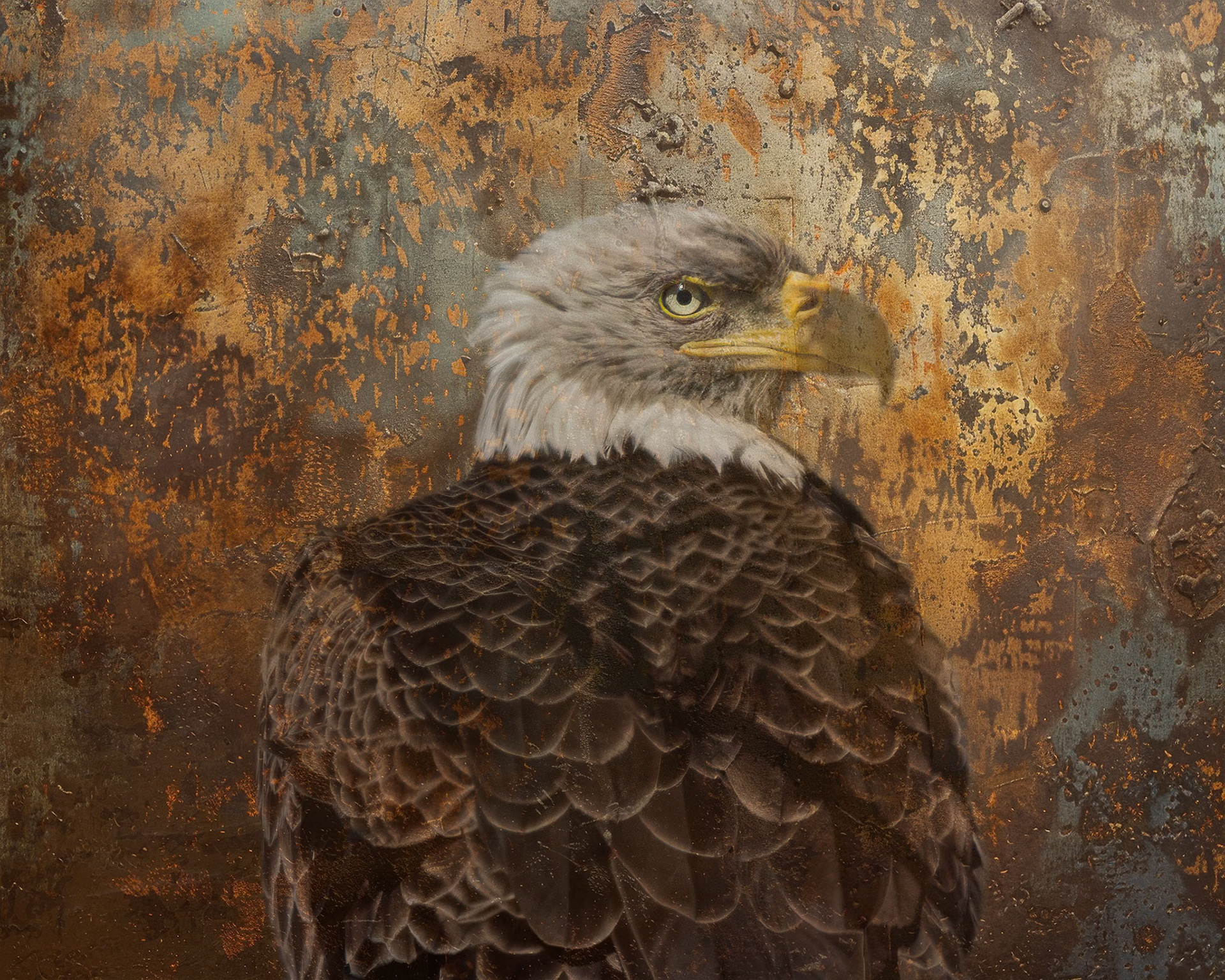 Bald eagle 50a, Alligator River NWR