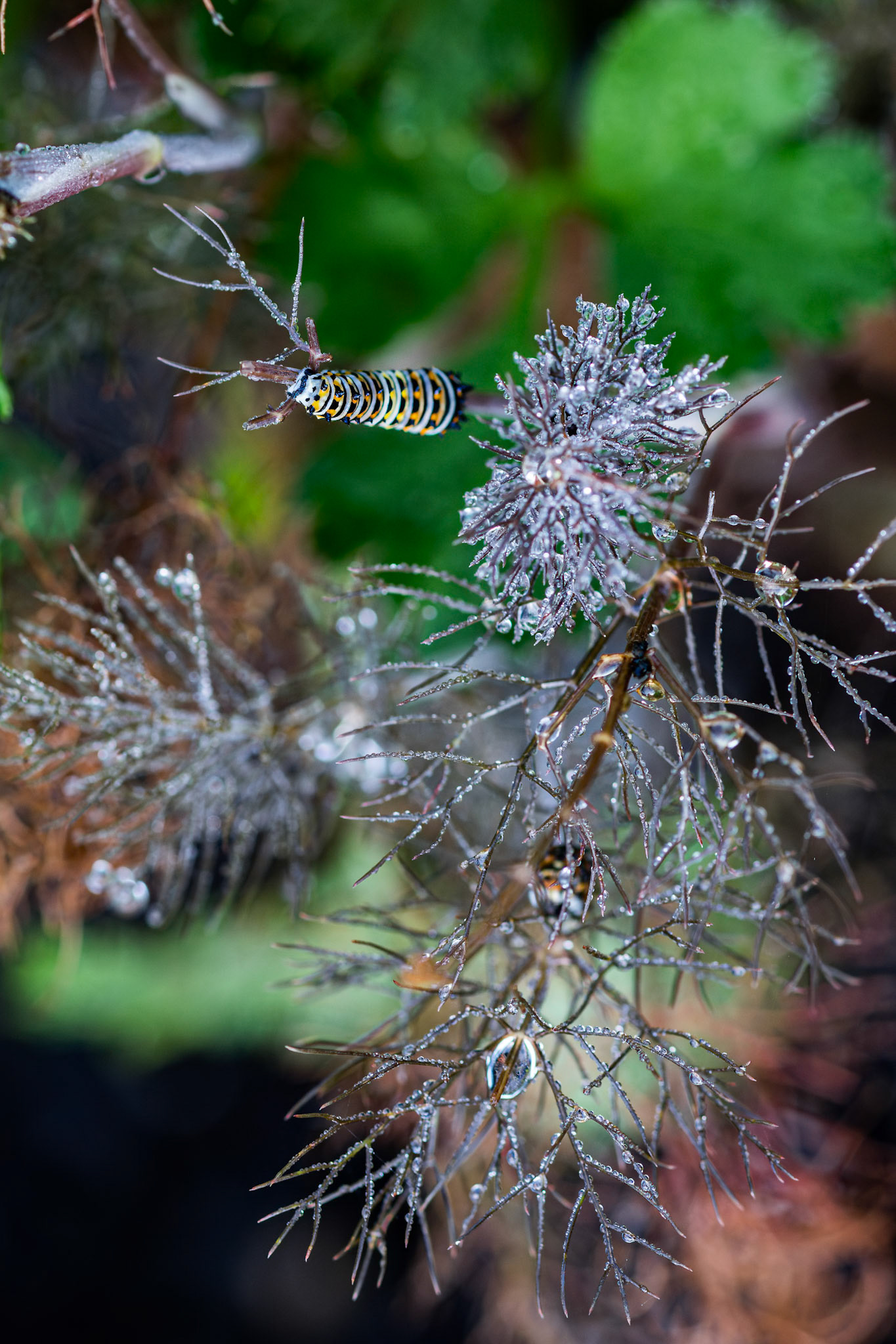 Black swallowtail caterpillar 7, Private home in Calabash, NC