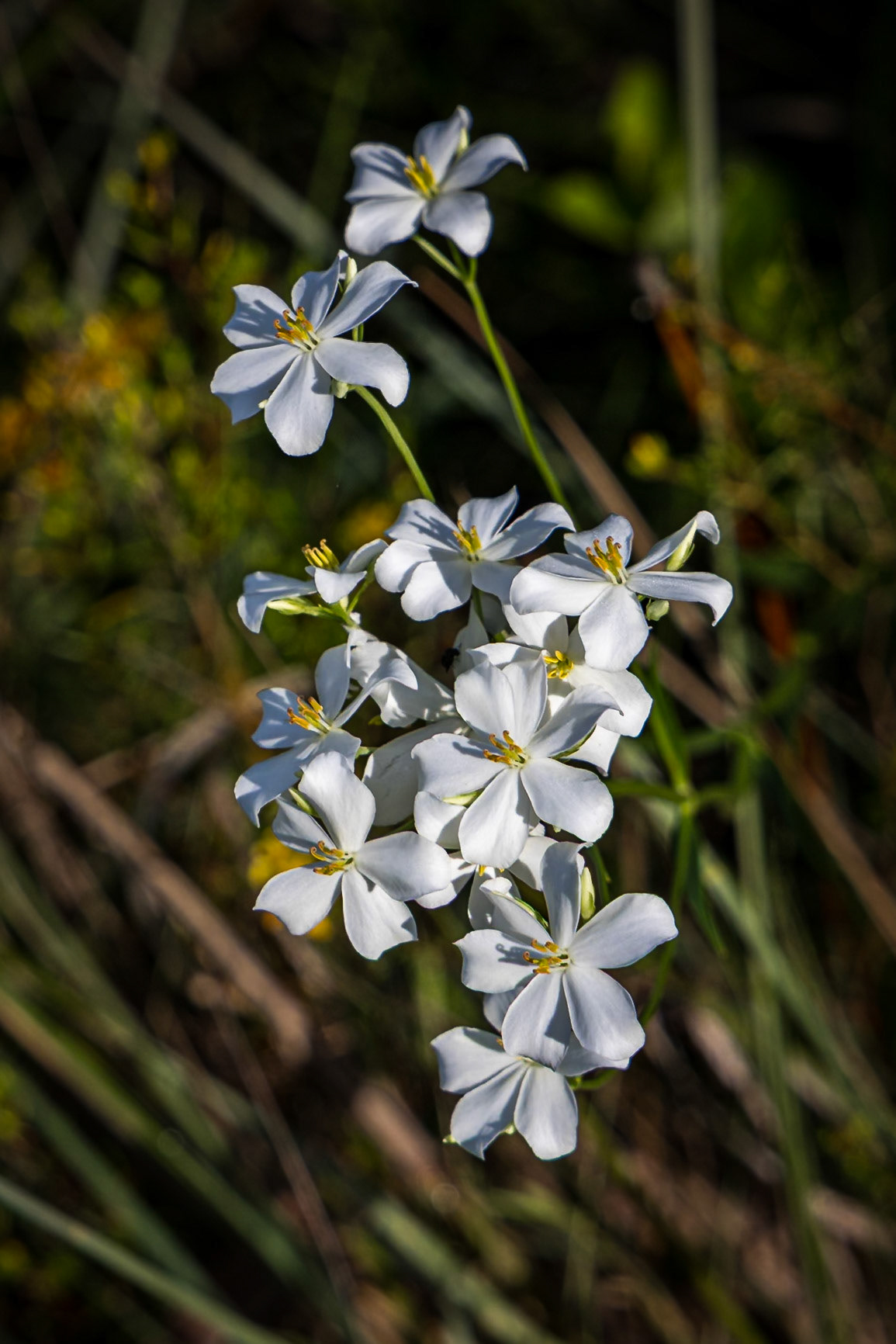 Lanceleaf rose gentian (aka sabatia) 1, Green Swamp Preserve
