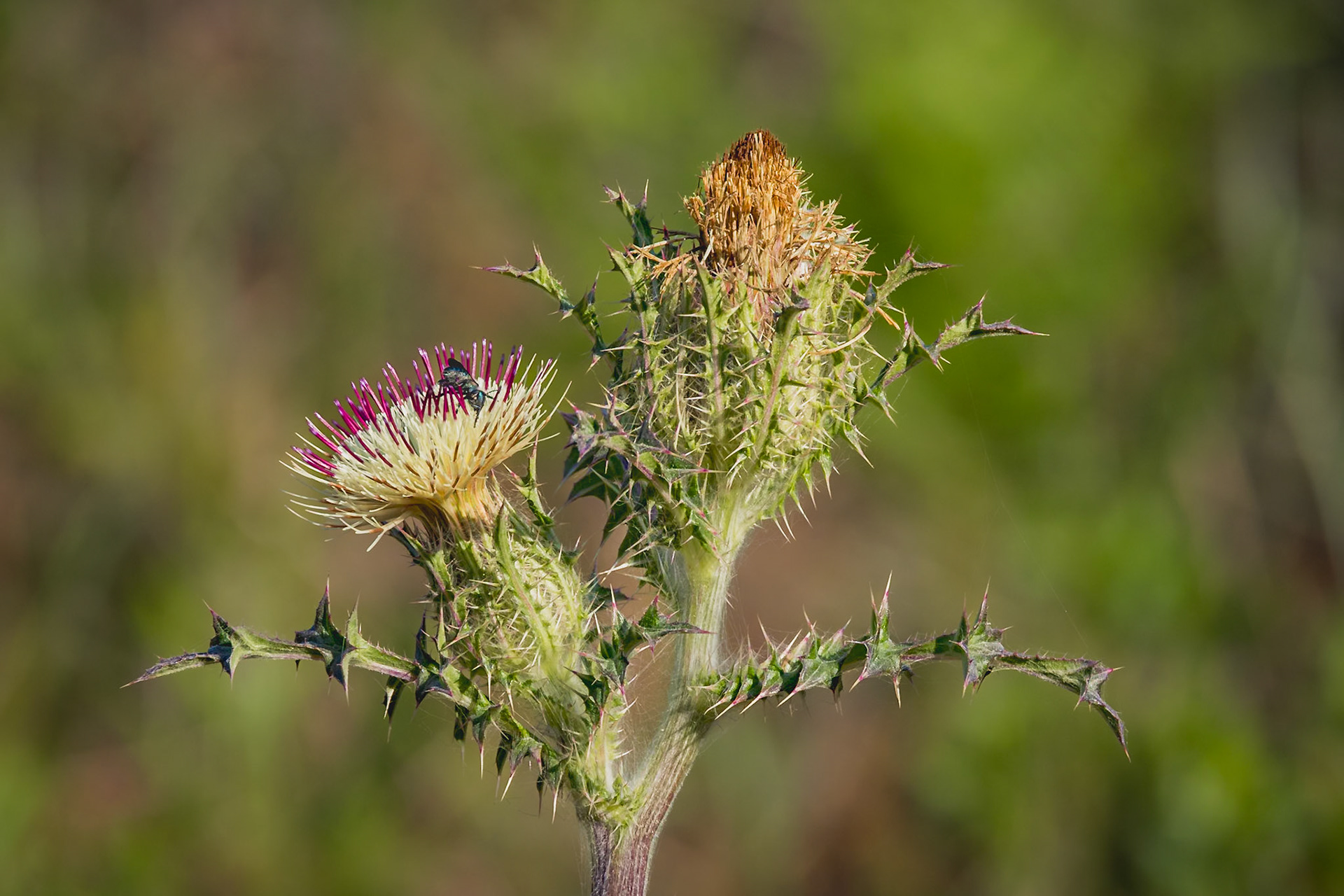 Yellow thistle 1, Greater Green Swamp Area
