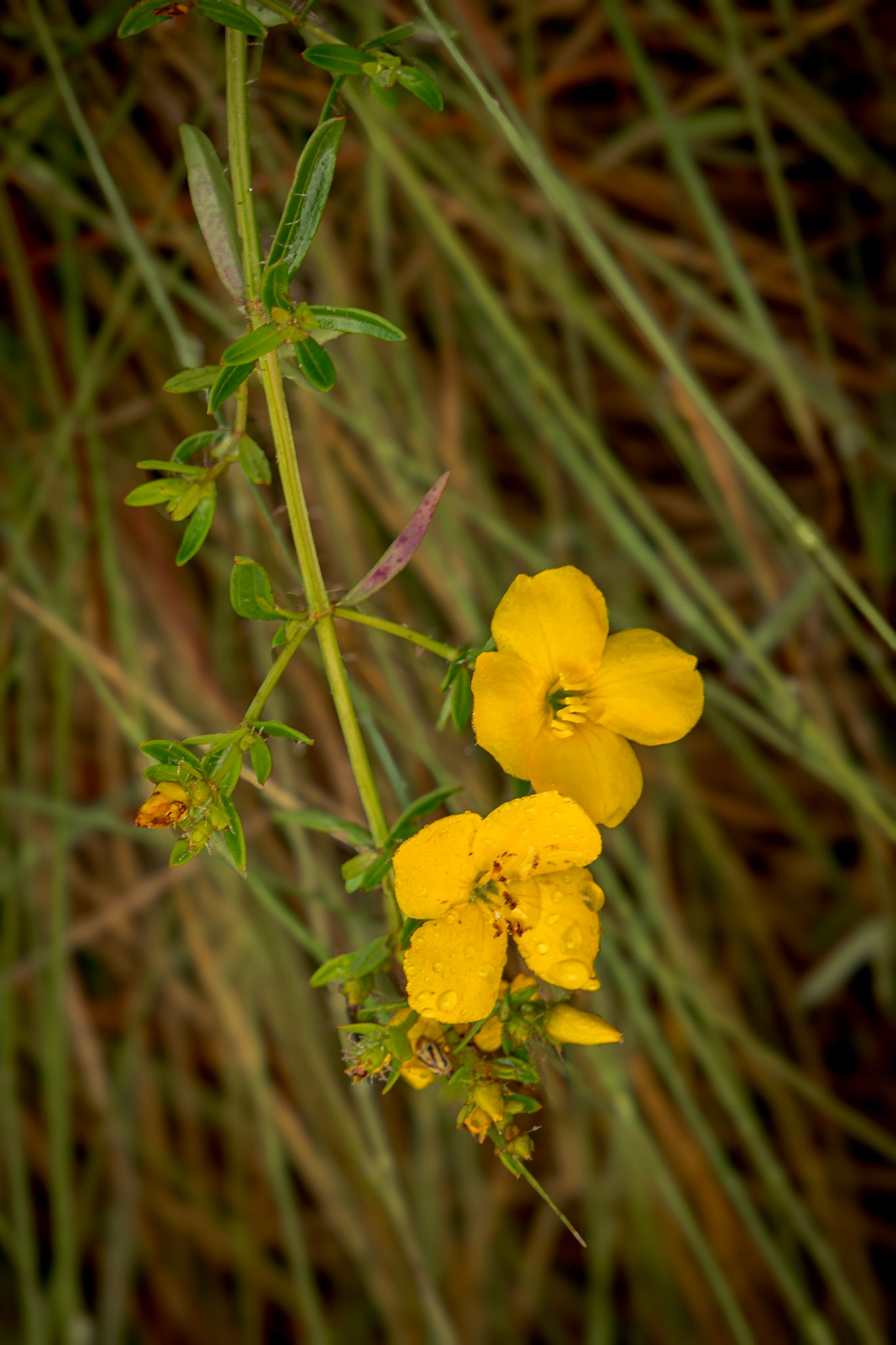 Yellow meadow- beauty 1, Green Swamp Preserve
