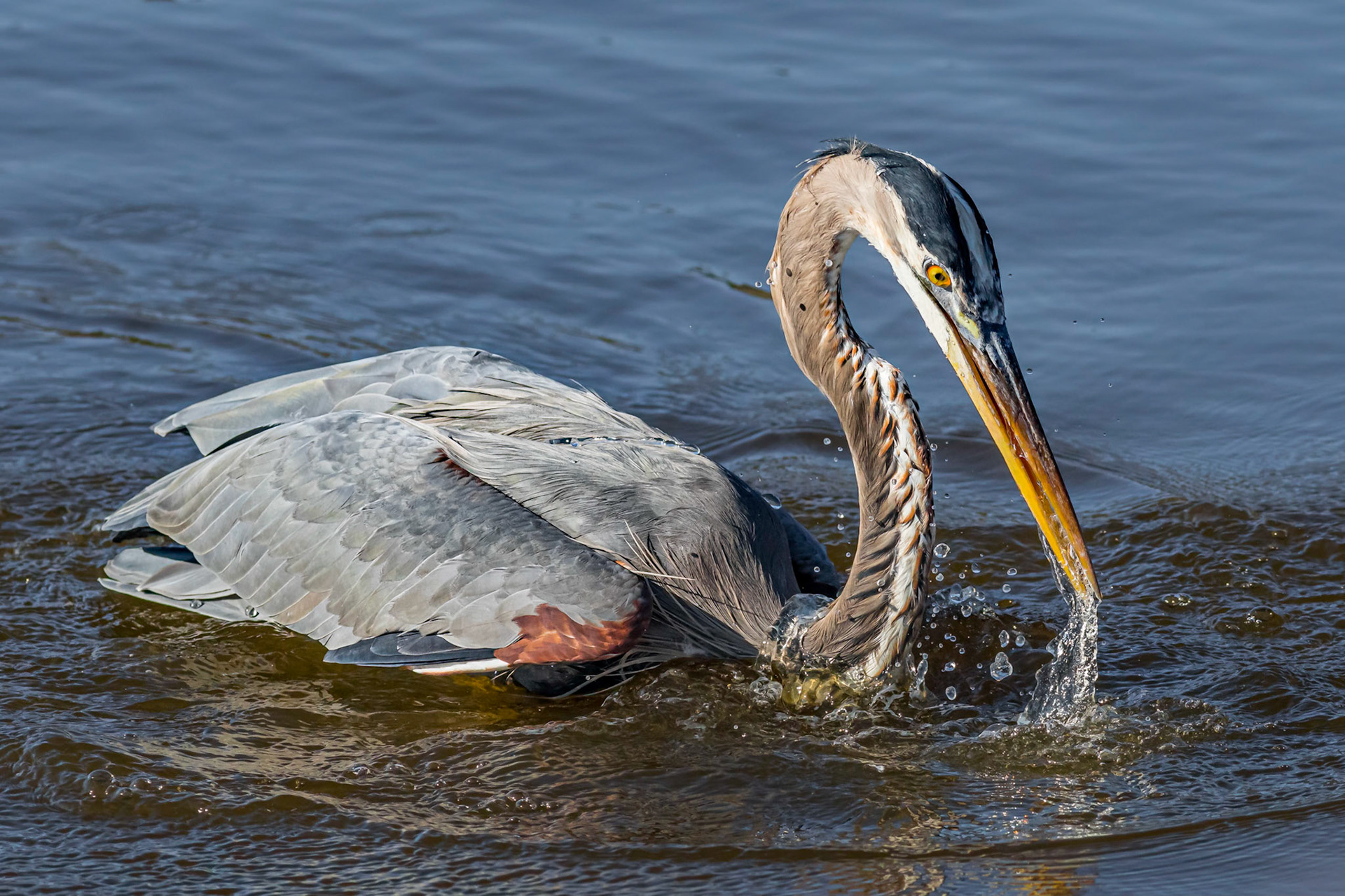 Great blue Heron 59, Huntington Beach State Park, SC