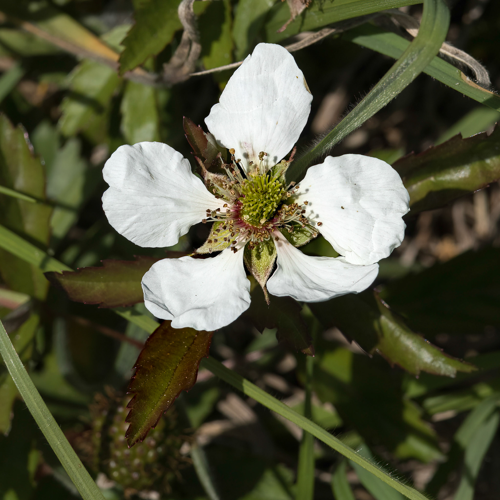 Blackberry, OIB East end