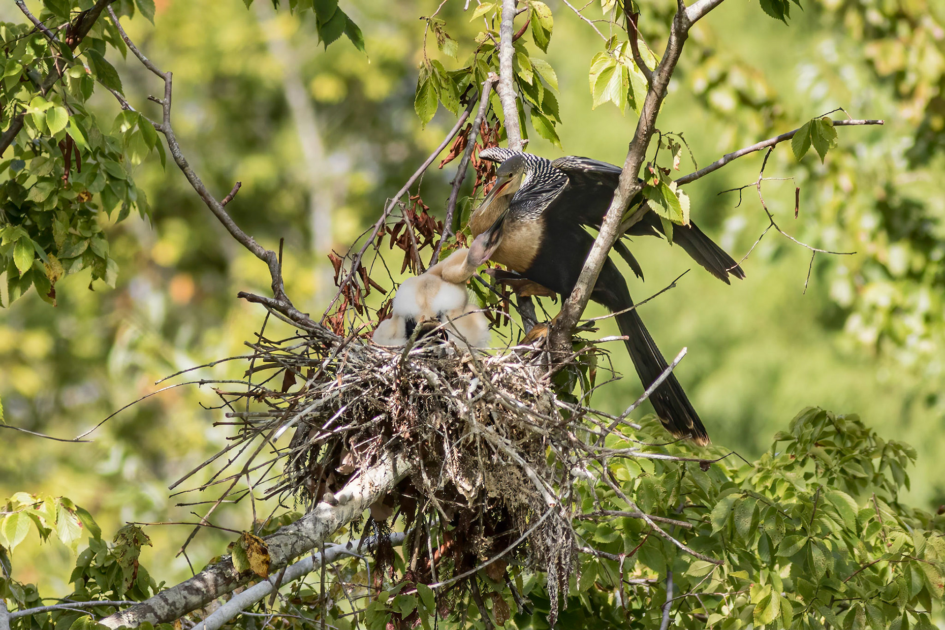 Anhinga nest 46, Sea Trail, Week of August 1, Nest 2