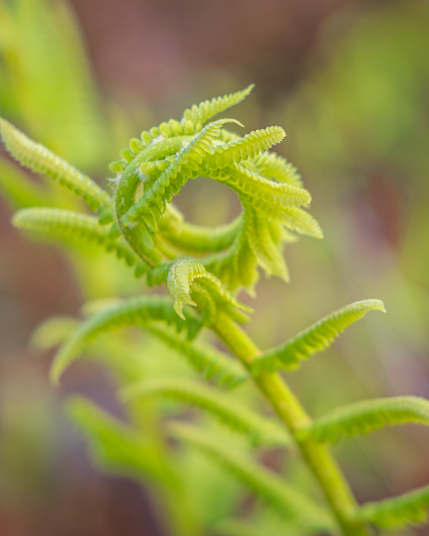 Cinnamon fern 6, Green Swamp Preserve