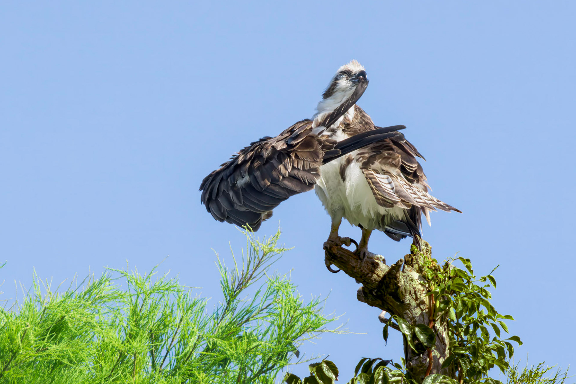 Osprey 120, Sea Trail