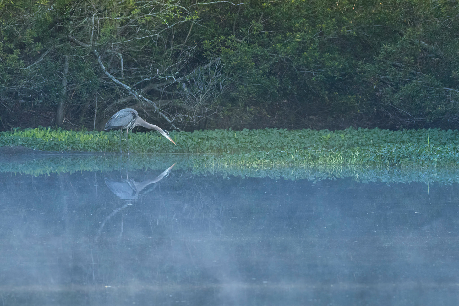 Rookery 23, Sea Trail