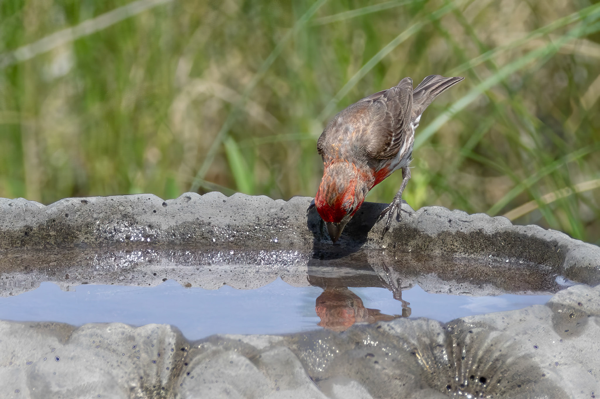 House finch 1, Huntington Beach State Park, SC