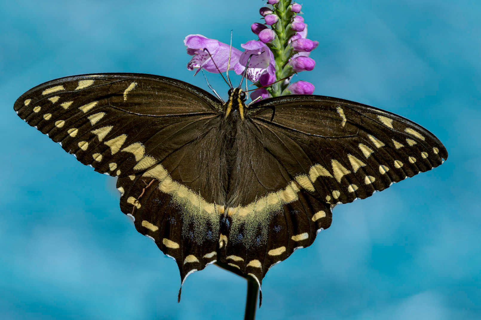 Palamedes swallowtail on obedient plant 17, Brunswick County Botanical Gardens