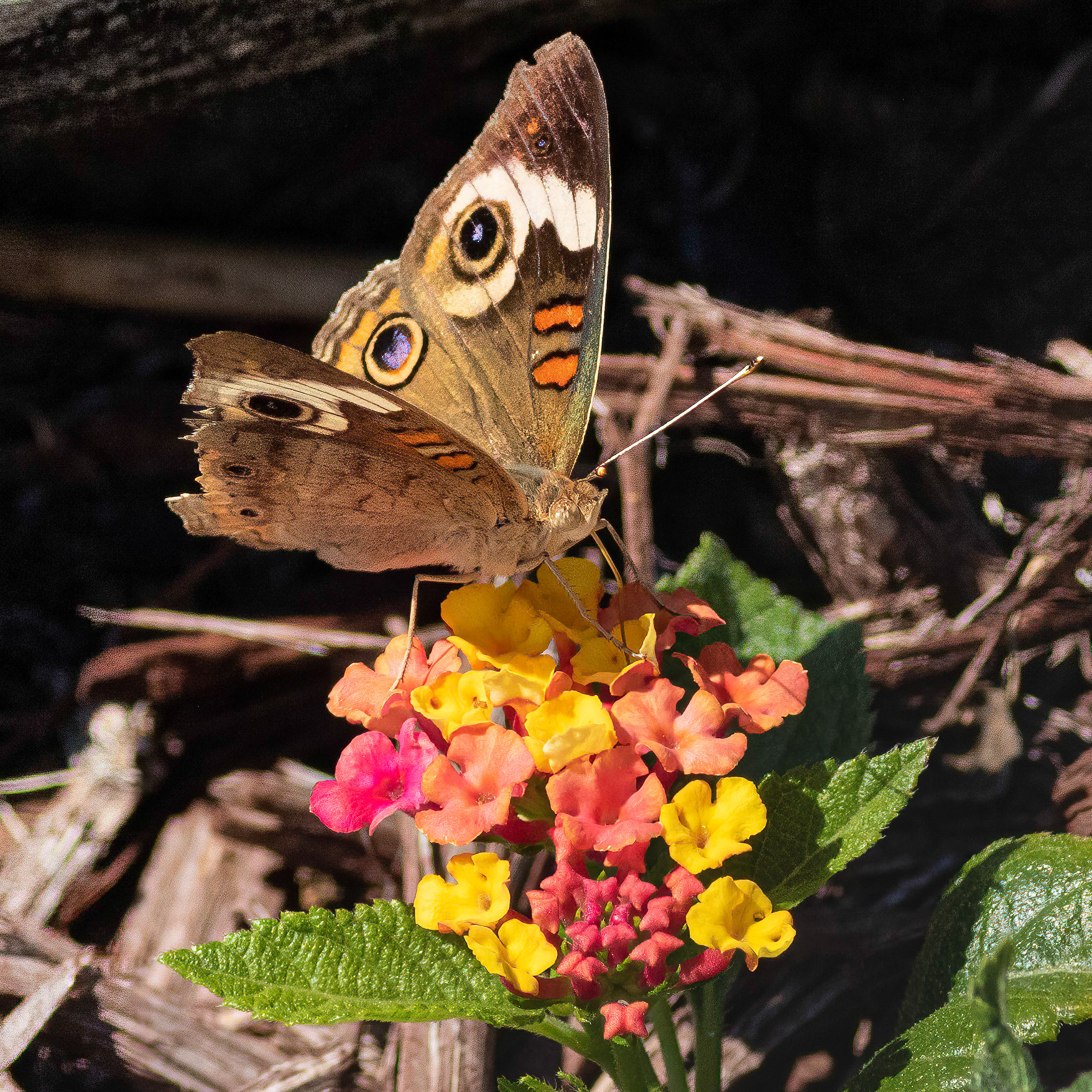 Buckeye butterfly, East End OIB