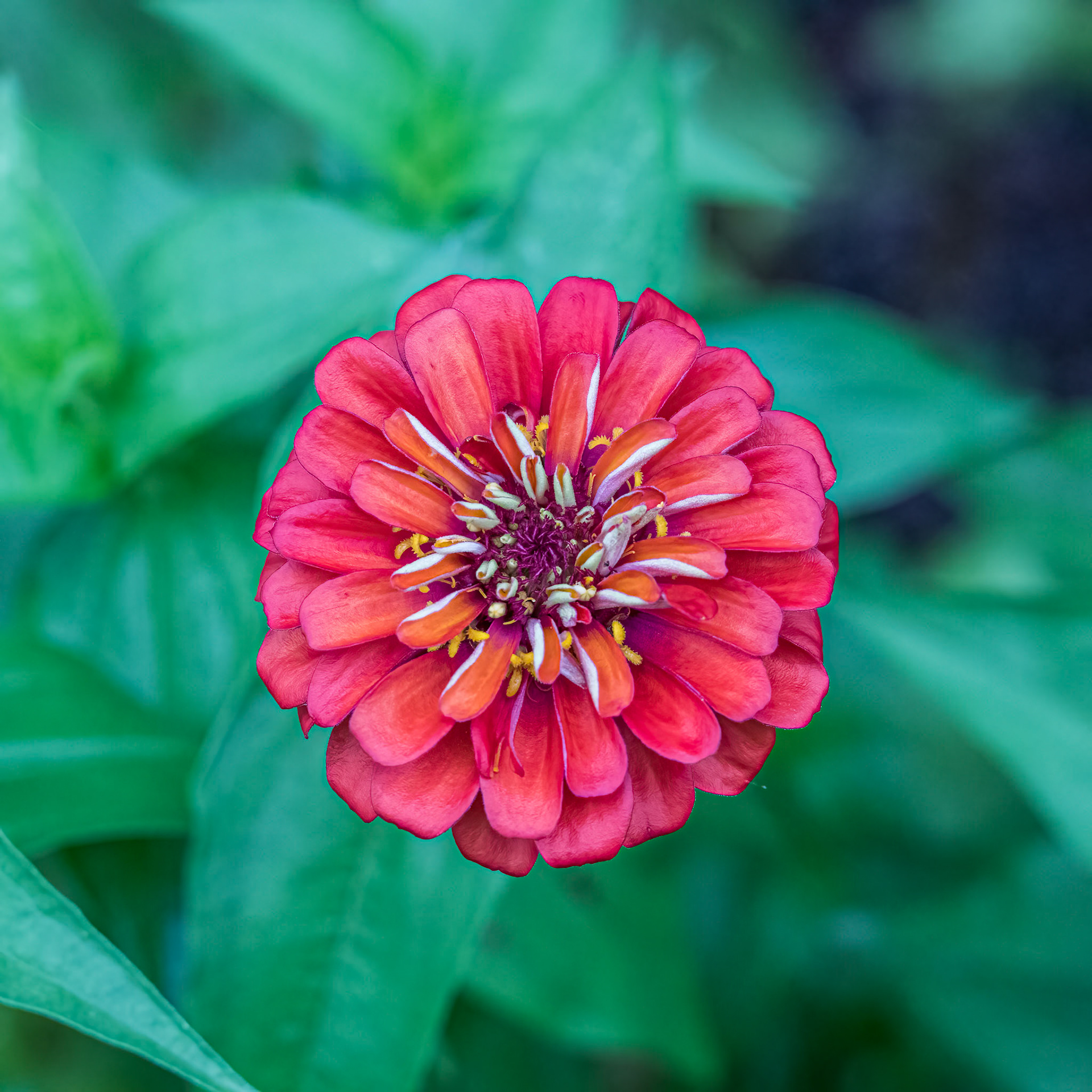 Zinnia 2, Brunswick County Botanical Gardens