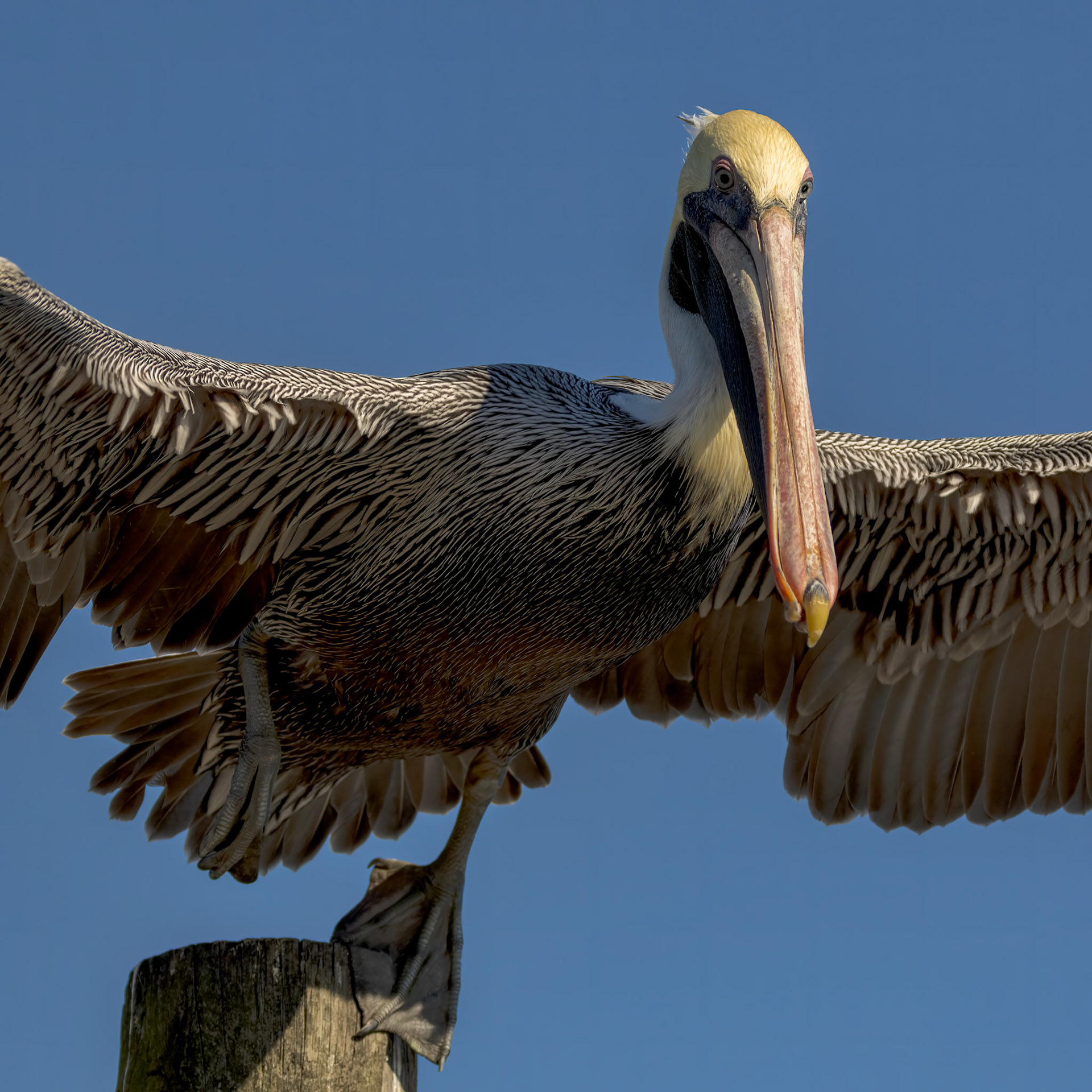 Pelicans 69, Calabash docks