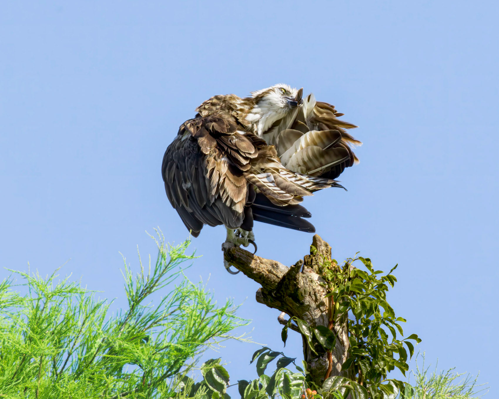 Osprey 121, Sea Trail