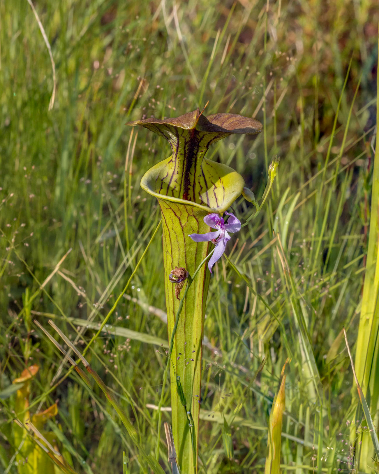 Grass pink orchid with pitcher plant, Green Swamp Preserve
