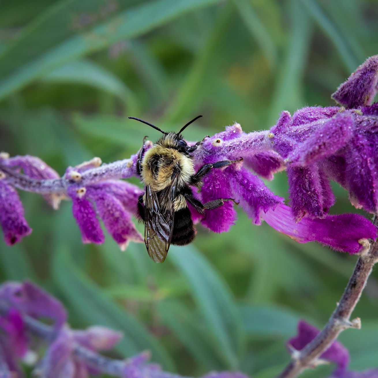 Bee on mexican bush sage 2, Brunswick County Botanical Gardens