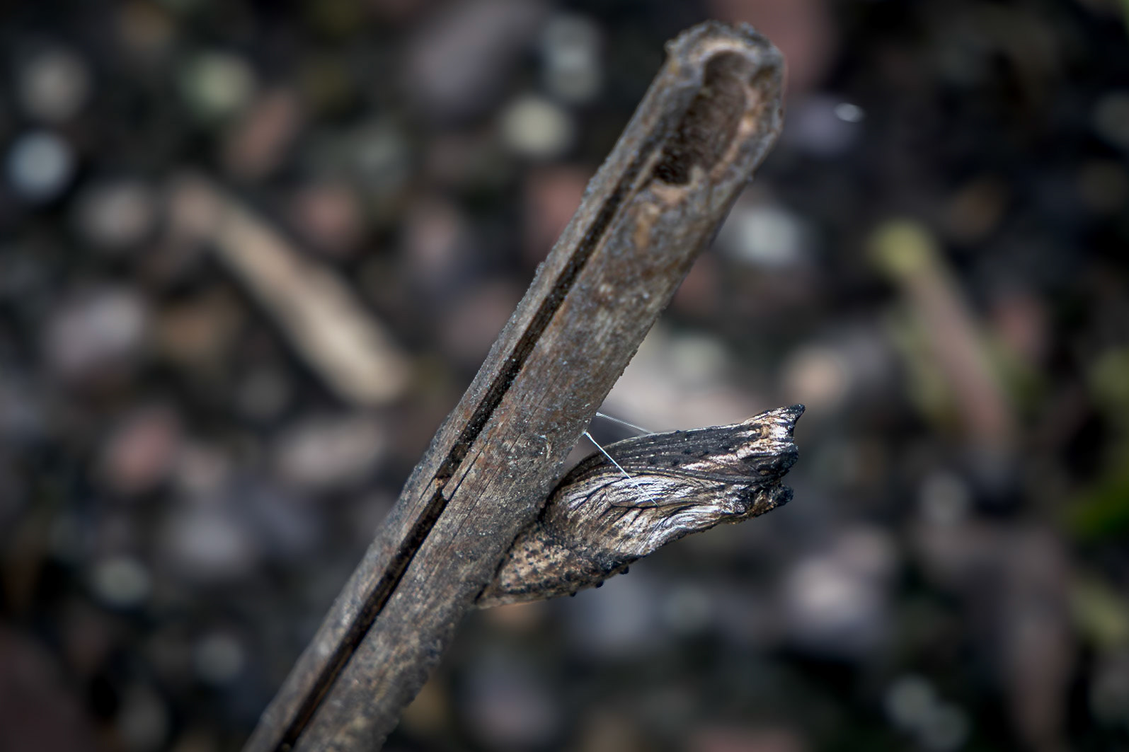 Black swallowtail chrysalis 2, Private home in Calabash, NC