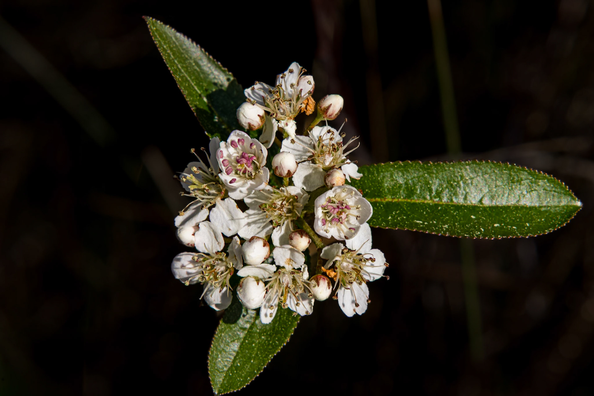 Chokeberry 2, Green Swamp Preserve