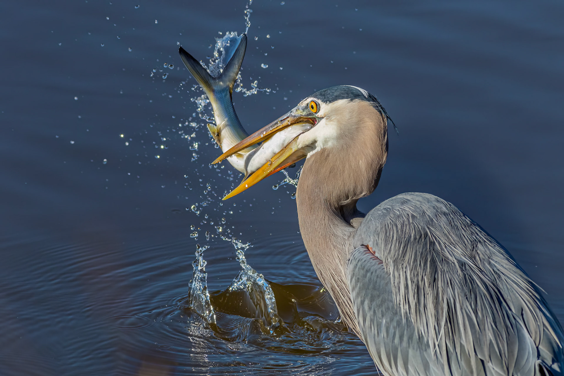 Great blue Heron 54, Huntington Beach State Park, SC