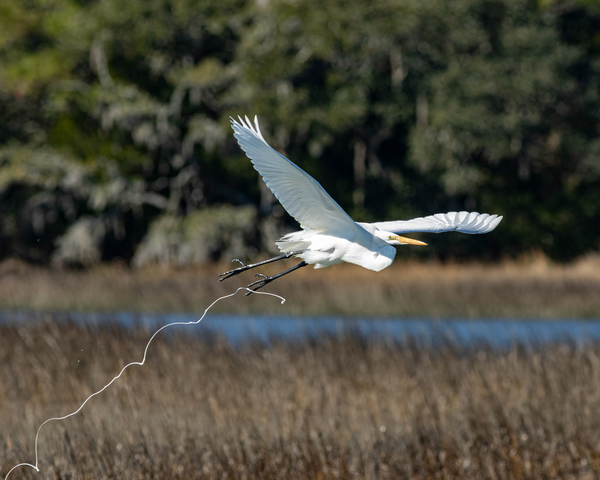 Great egret pooping 34, Huntington Beach SP, SC