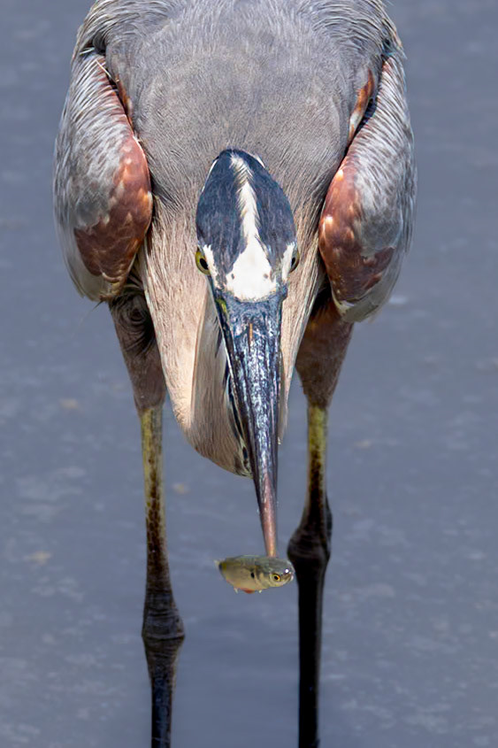 Great blue heron 77, Huntington Beach State Park, SC