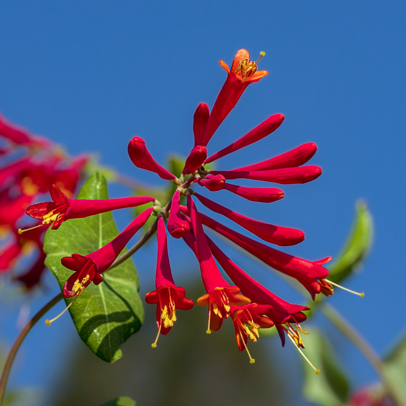 Coral Honeysuckle 4, Brunswick County Botanical Gardens