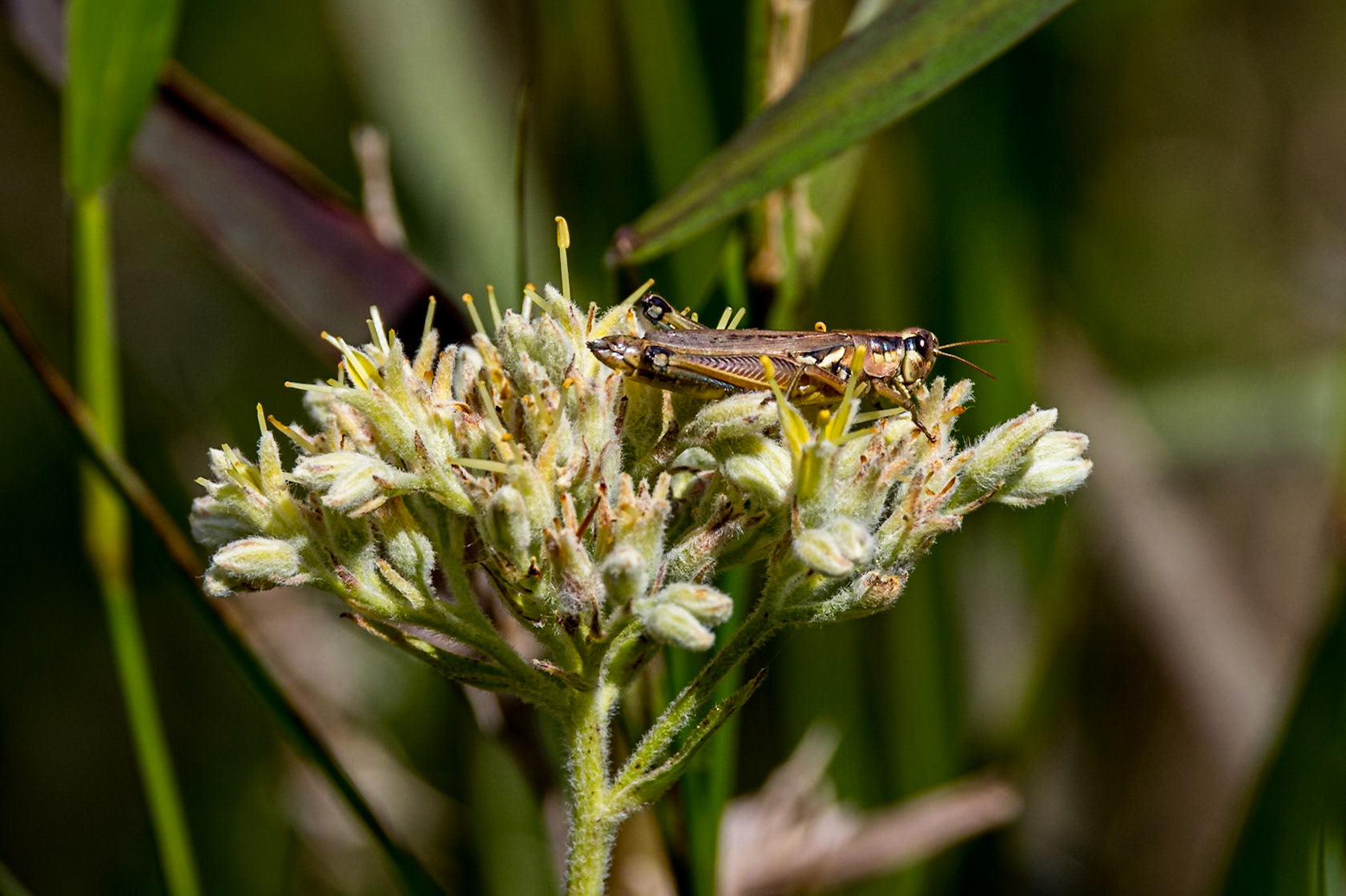 Carolina redroot 3, Green Swamp Preserve, Green Swamp Preserve
