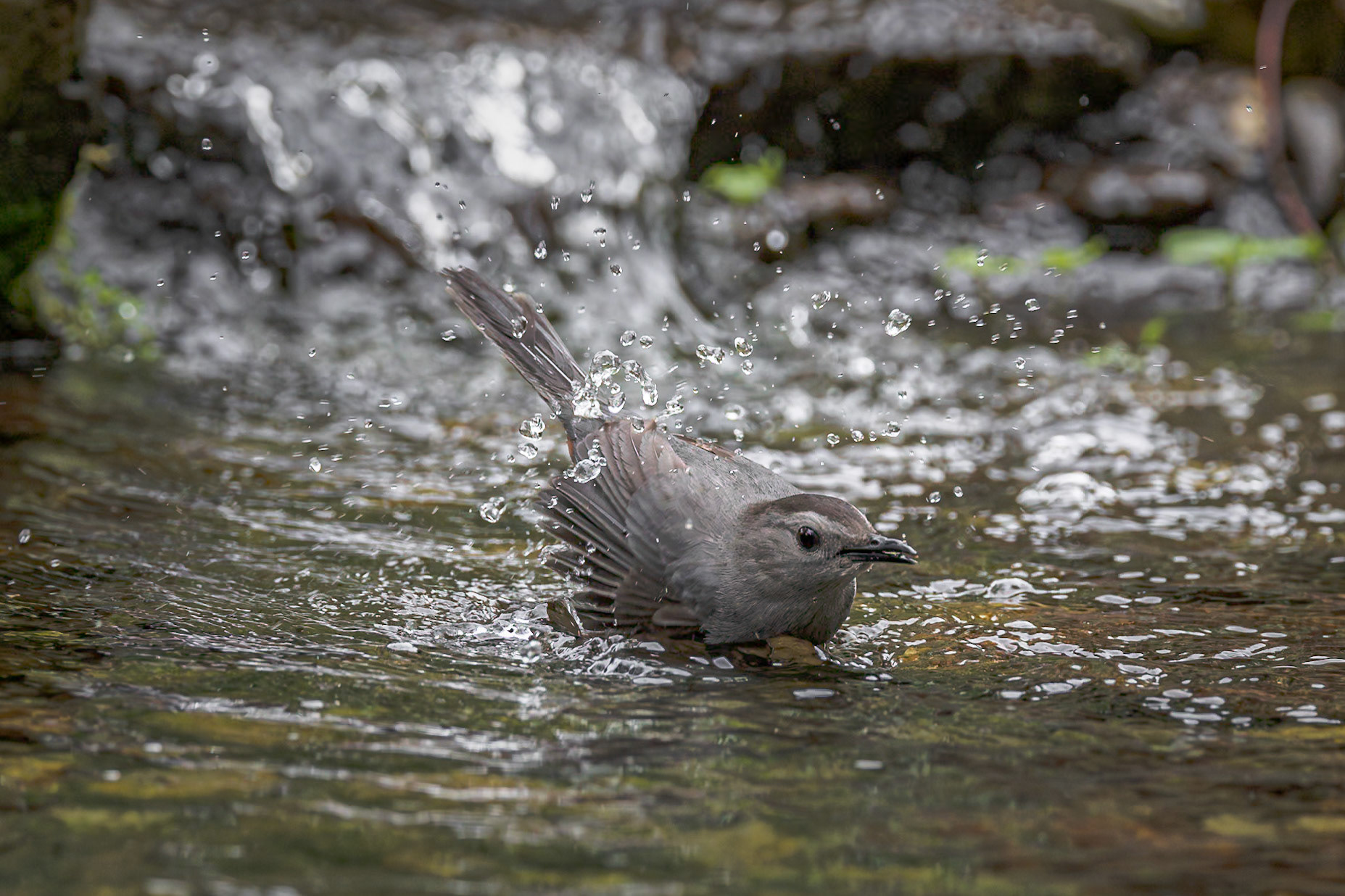 Grey catbird 3, The Nut House, Clemson, SC