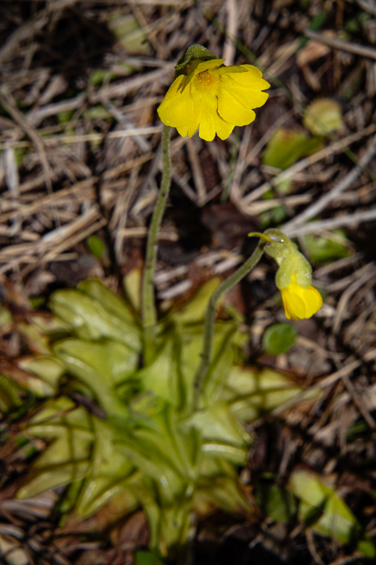 Yellow butterwort 3, Green Swamp Preserve