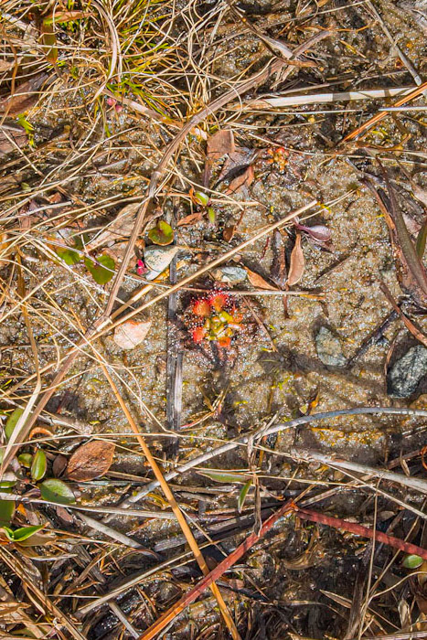 Sundew 1, Piney Ridge Nature Preserve