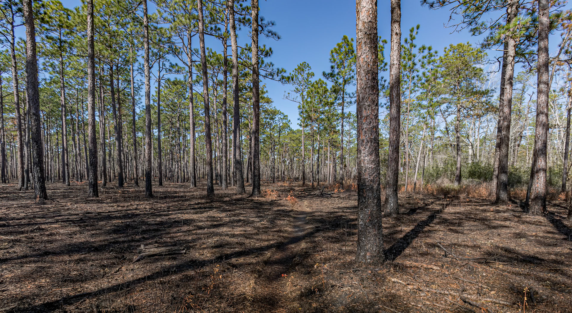 Greenswamp Pine Barren 3