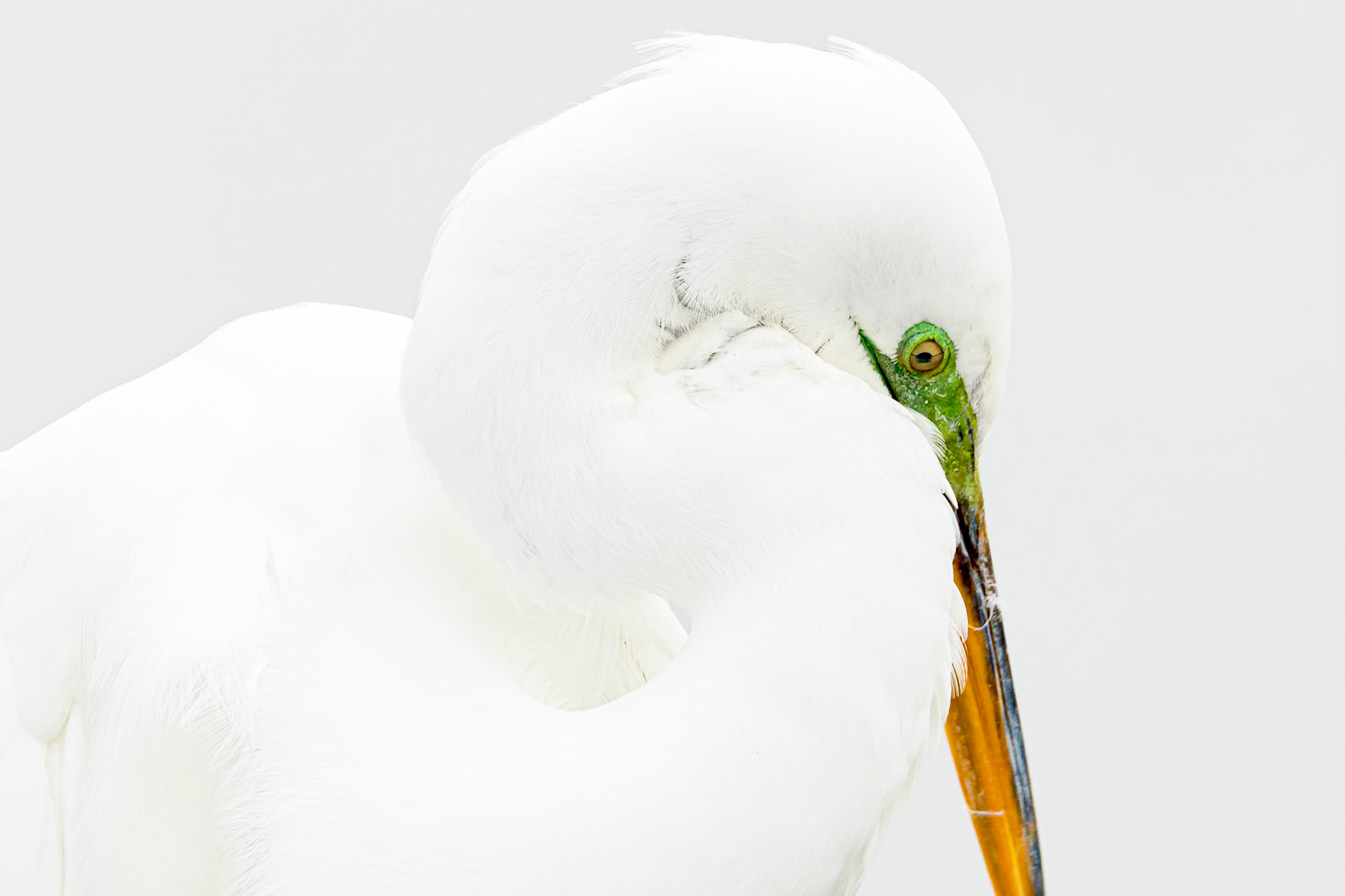 Great egret 99, Huntington Beach State Park
