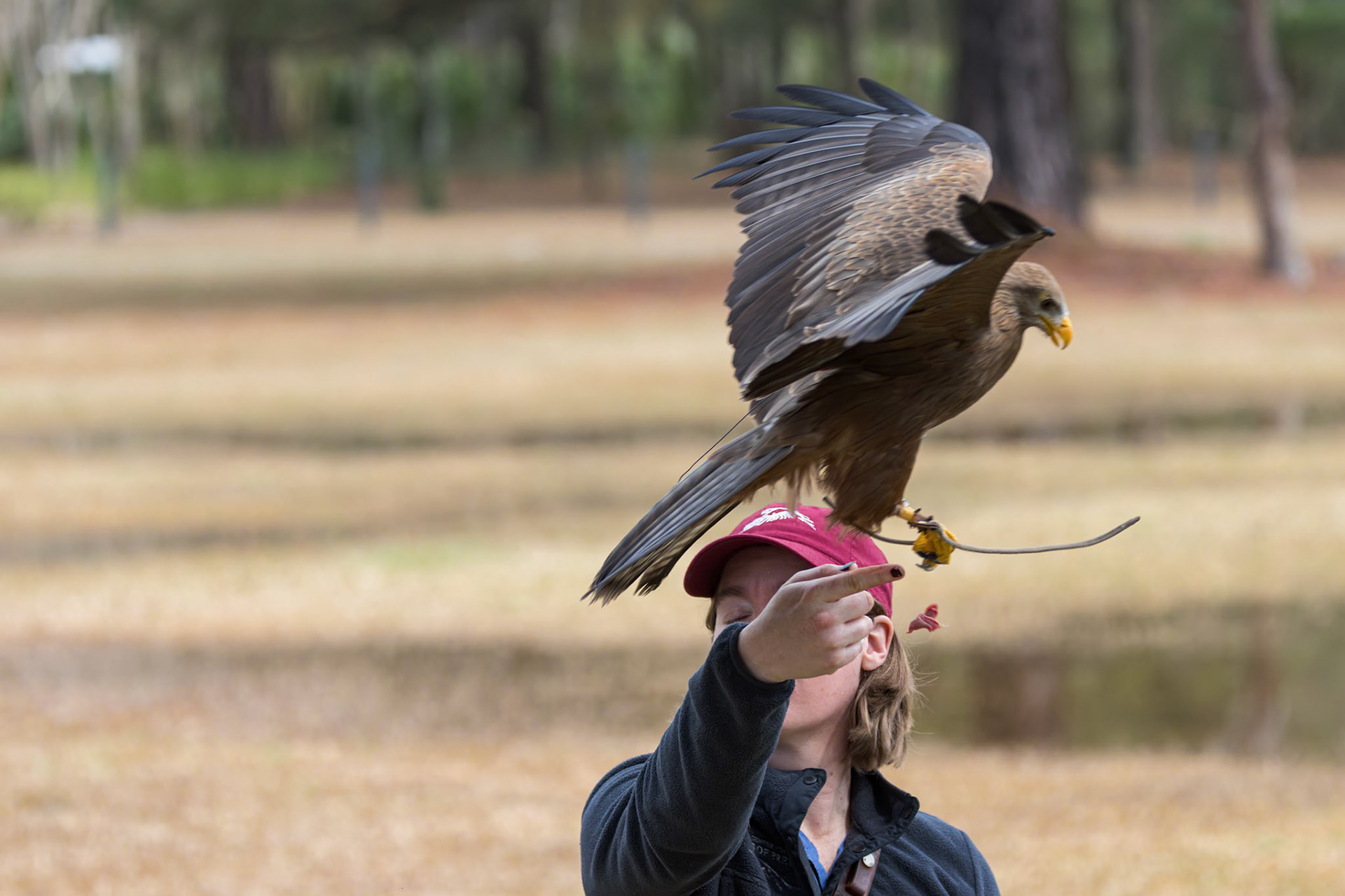African kite, yellow billed kite 7, Center for Birds of Prey, Awendaw, SC