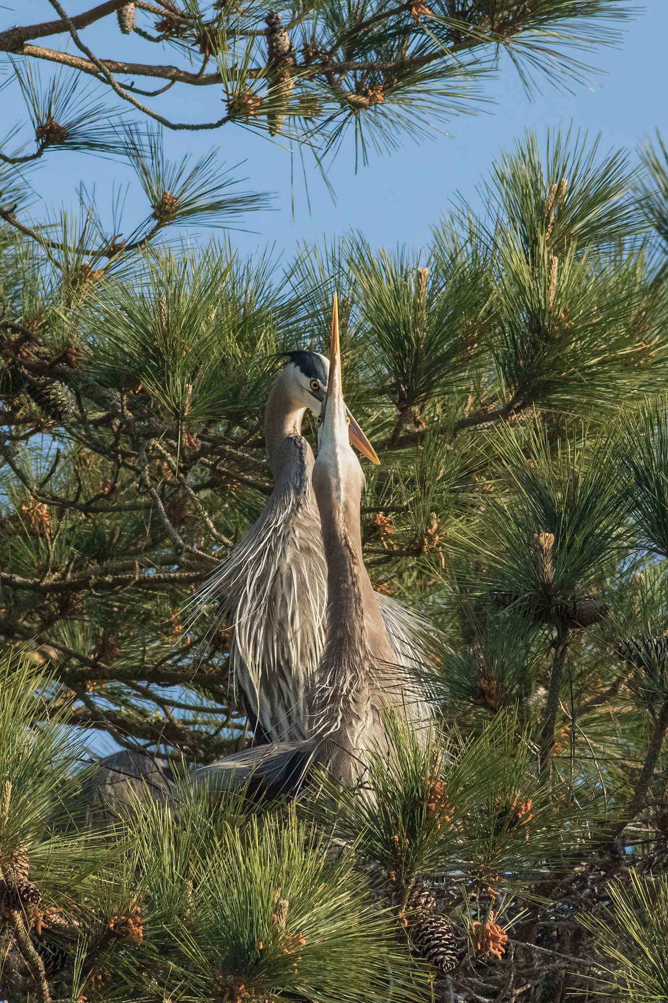 Herons Mating 12, Flirting