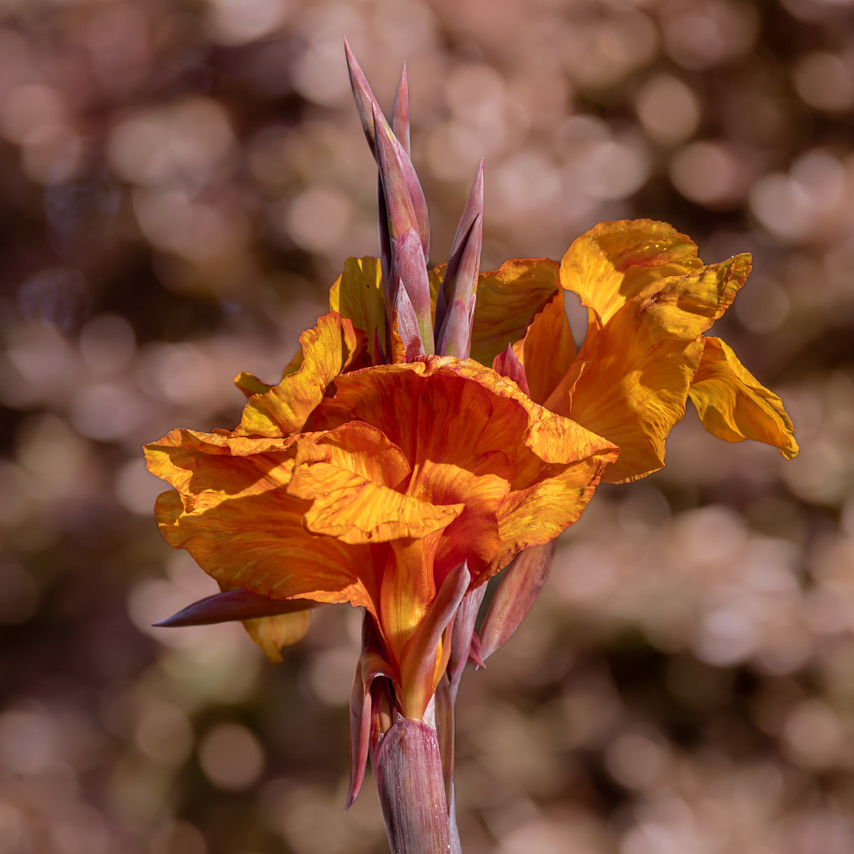 Canna Lily 2, New Hanover County Arboretum