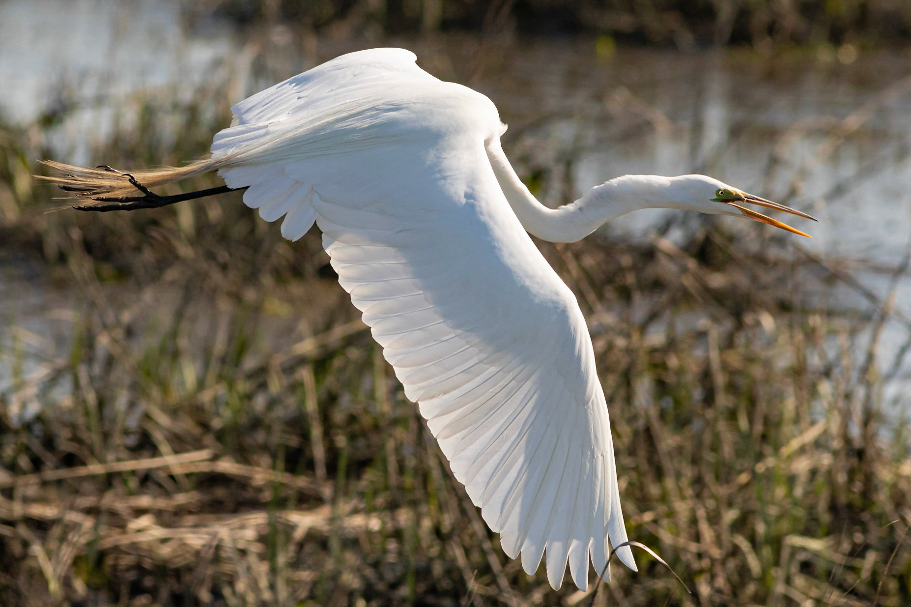 Great Egret 36, Huntinton Beach SC