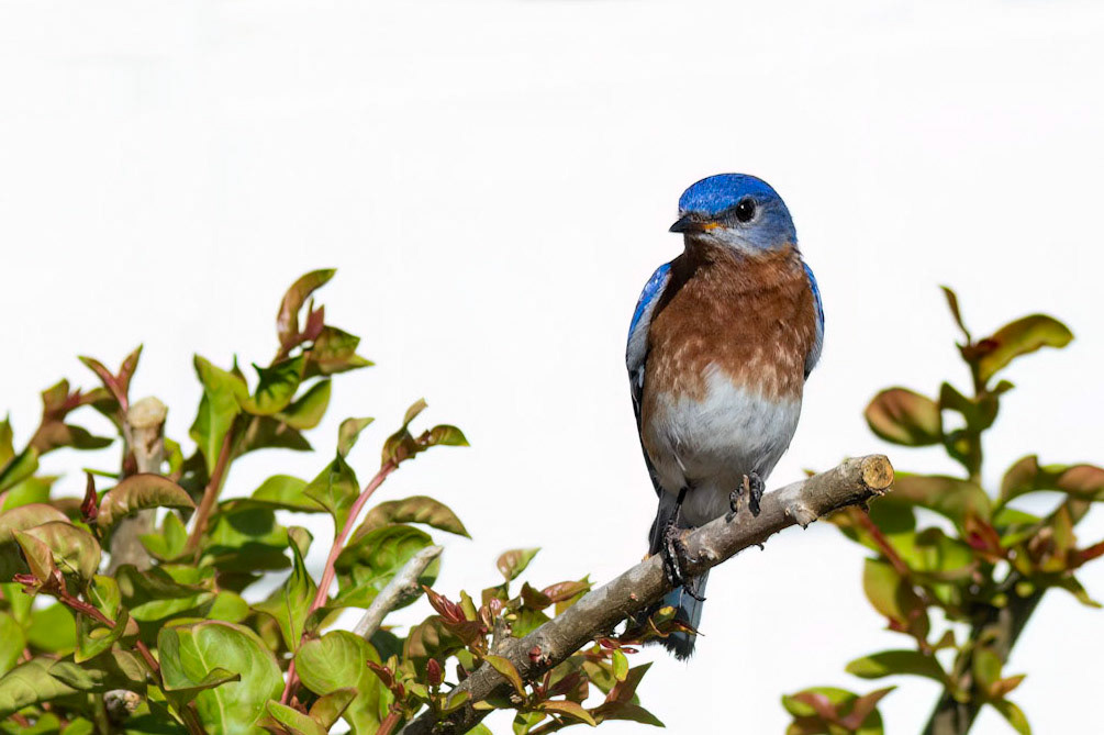 Eastern bluebirds 33, OIB